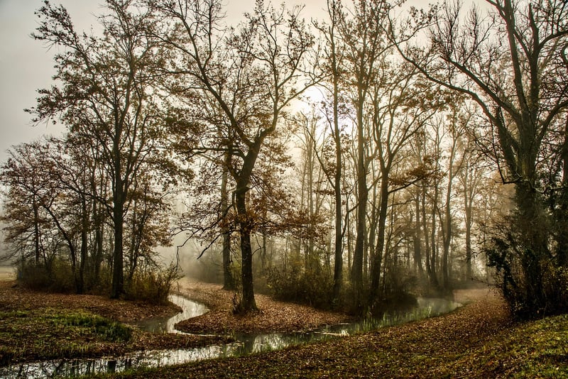 Mysterious Forest